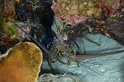 Panulirus-argus Langouste royale-Bonaire Nearest point-9m-20180221-Denis-ADER-DSC_7334_tn